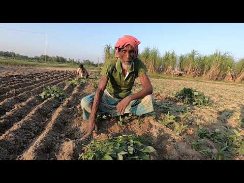 ভিডিও: আপনি কি আবার আলু লতা কাটতে পারেন?