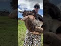 Baby Donkey Loves Being Cuddled