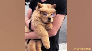 Chow Chows Being The Cutest And Funniest Dogs For 6 Minutes Straight