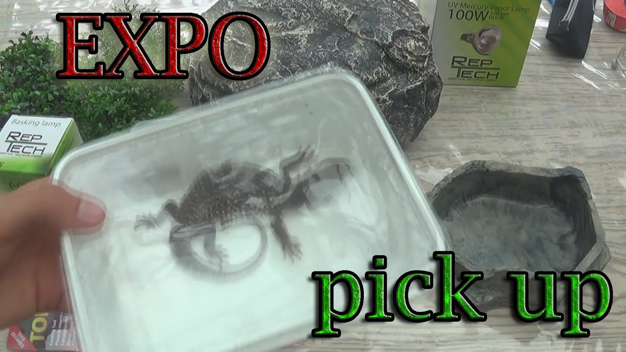 Reptile Expo Unboxing - YouTube