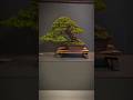Whats the first word that comes to your mind?#bonsai #fyp #fy #channel #foryou