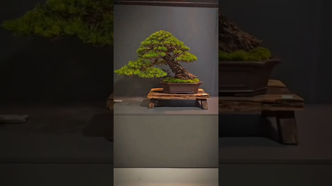 Whats the first word that comes to your mind?#bonsai #fyp #fy #channel #foryou