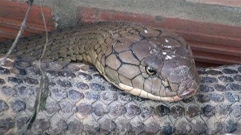 Thông tin bất ngờ về cân nặng của cặp rắn hổ Mây chúa "khủng" bắt được ở An Giang