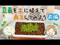 豆苗を土に植えて再生してみよう（前編）【村上農園 自由研究部】