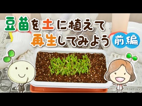 豆苗を土に植えて再生してみよう 前編 村上農園 自由研究部 Youtube
