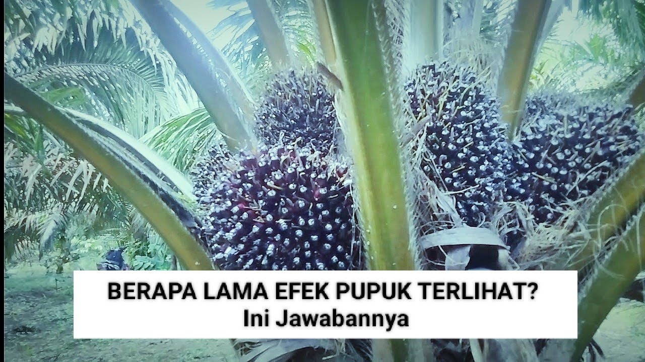 Inilah efek pupuk terlihat setelah ditebarkan