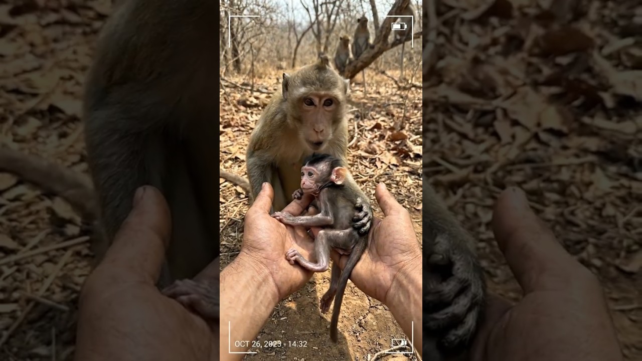 "His Legs Can’t Move, HELP!" Monkey Begged - 