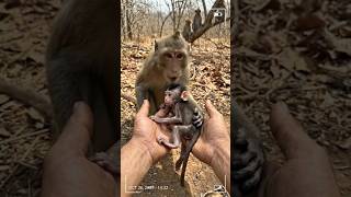 His Legs Cant Move Help Monkey Begged  shorts