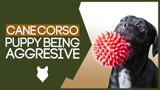 CANE CORSO TRAINING! How To Stop Your Cane Corso Puppy Being Aggressive!
