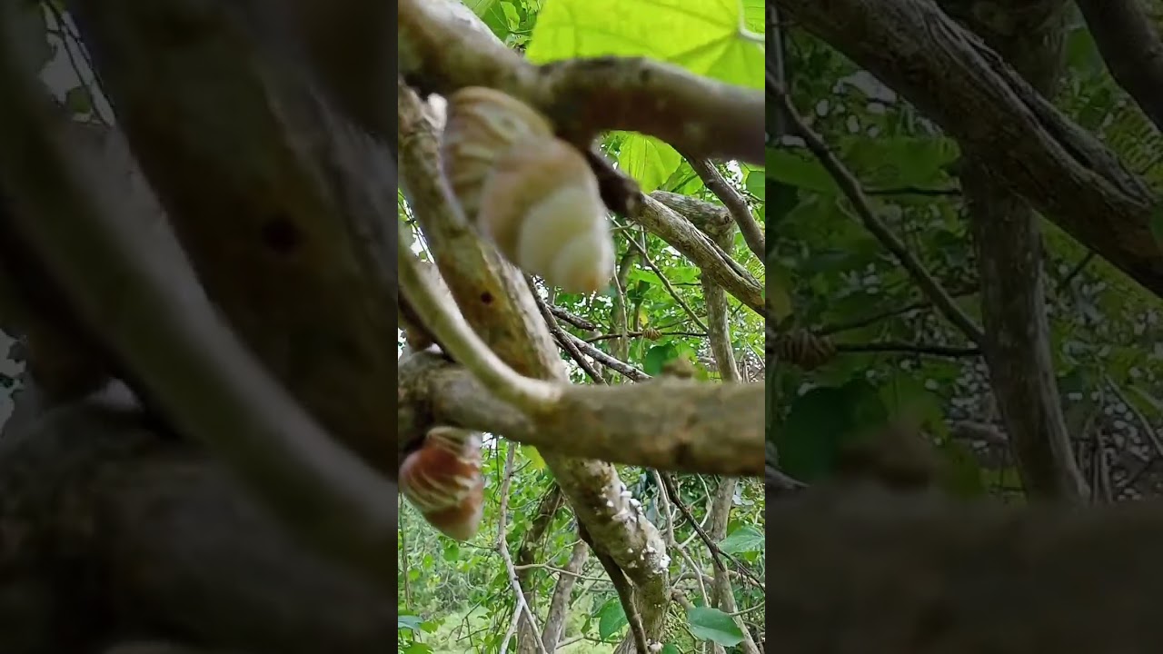 TWO EDIBLE WHITE SNAIL