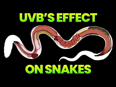 Video: I serpenti hognose hanno bisogno di uvb?