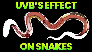 Celebrity Do My Snakes Need UVB? Profile