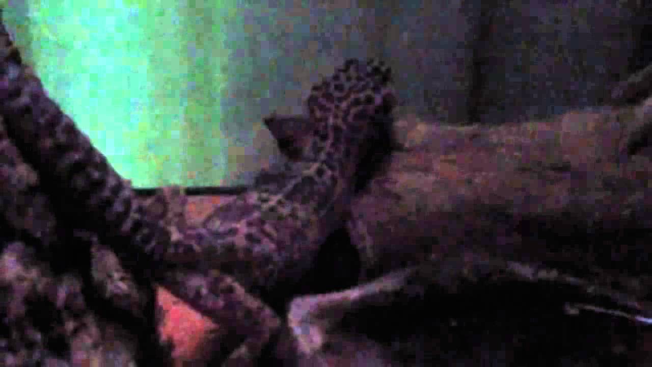 My female leopard gecko Mandy hunting at night - YouTube