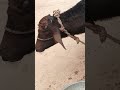 melu#bacchon_ka_😀video #animals #comedymovies #funnycomedy