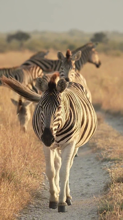 Zebras 🦓 life in South Africa #zebra #zebradove #mandaçaia #animals #shorts