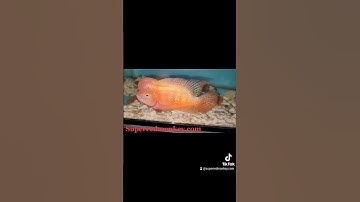 Quá trình thay đổi của một bé la hán khỉ đỏ