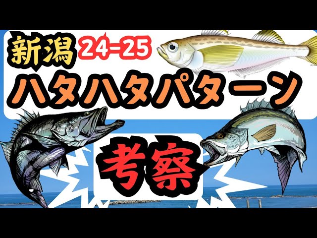新潟】今年はヤバい！？新潟のハタハタパターンはどうなる？データを元