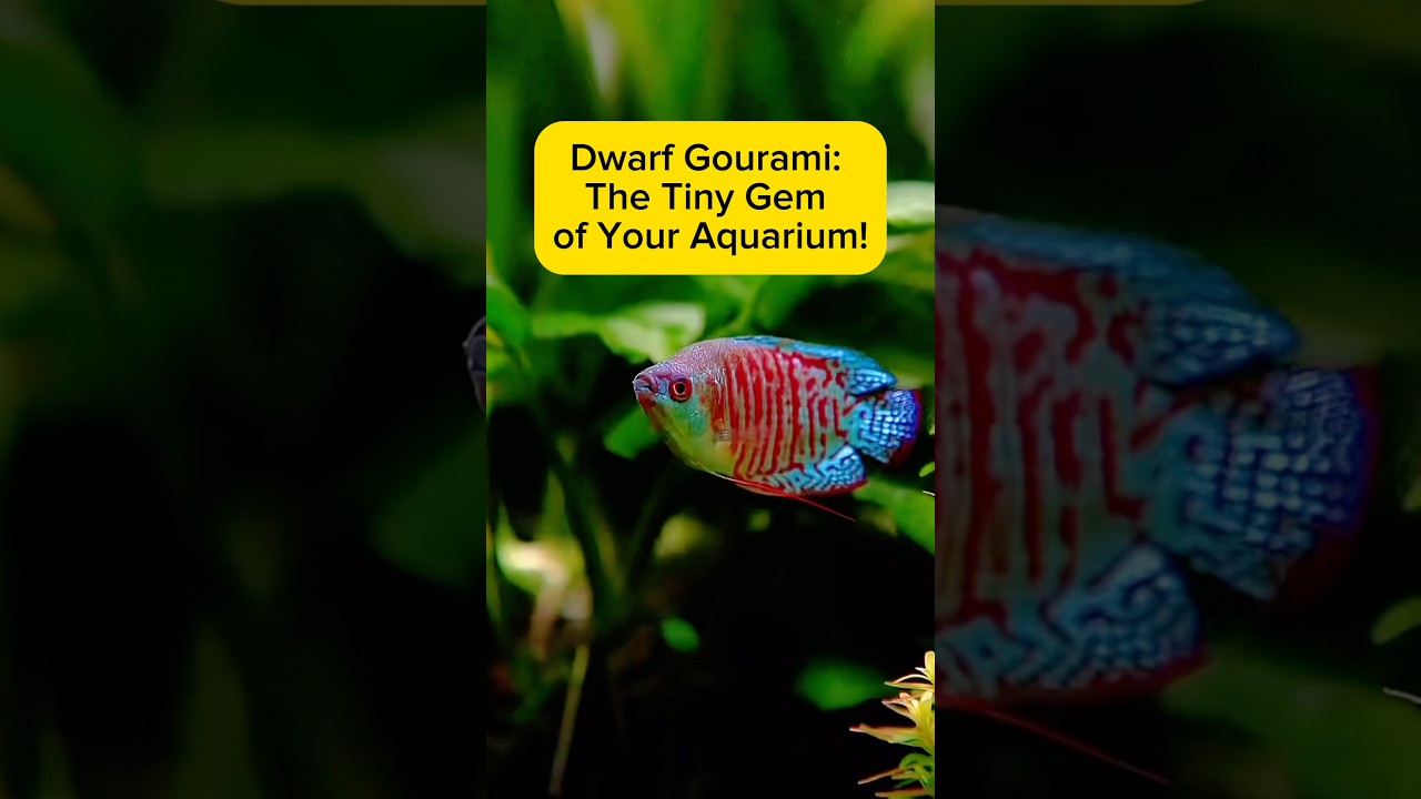 Dwarf Gourami: The Tiny Gem of Your Aquarium! AquaVerse 