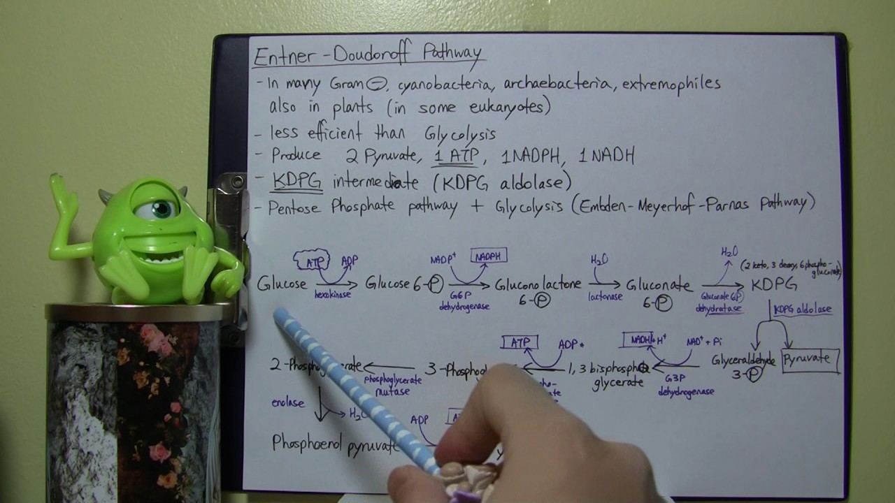 [MBIO background Info] - Entner doudoroff pathway - YouTube