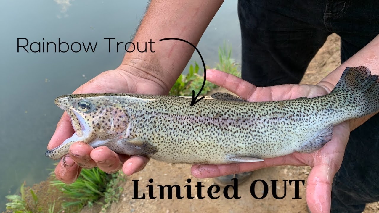 fishing mill creek dams LIMITED OUT IN 1 HOUR YouTube