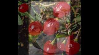 Johnny Rodriguez~~Poison Red Berries~ A Mickey Newbury song.wmv chords