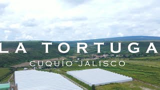 La tortuga Proyecto Cuquío