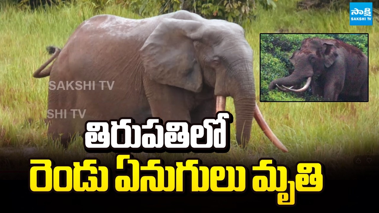 తిరుపతిలో రెండు ఏనుగులు మృతి: Two Elephants Died With Short Circuit In Tirupati | @SakshiTV