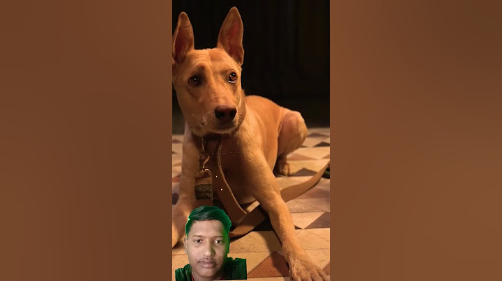 Humans vs Dogs🐼😂 | Kuldeep Singhaniaa#shorts #shorts #funny #subscribers #funny