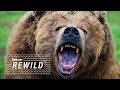 Grizzly Bears and Conservation Efforts