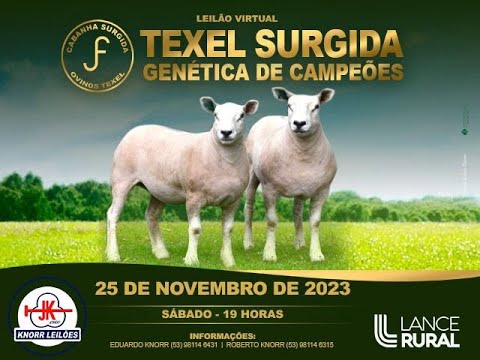 Leilões Lance Rural - Lance Rural