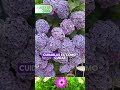 La Increíble Belleza de las Hortensias en Flor