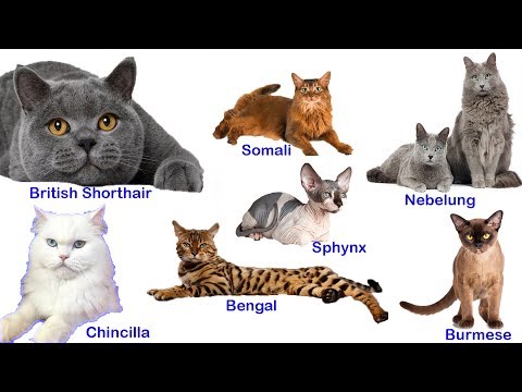 dünyadaki-66-kedi-irkı-(66-cat-breeds-in-the-world)