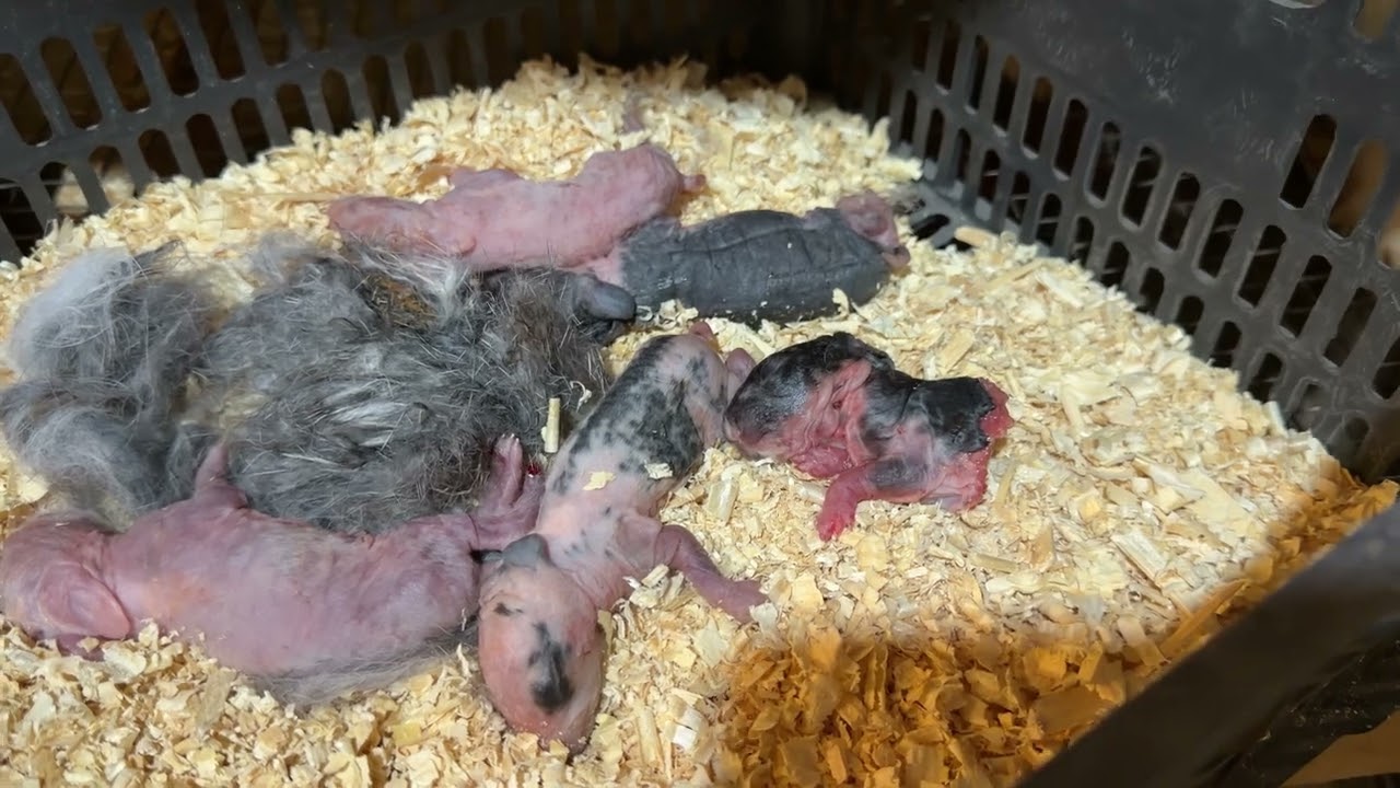 QUYON BOLASIGA QARAMASA / QUYON BOLASINI BOQMASA !? SABAB ?