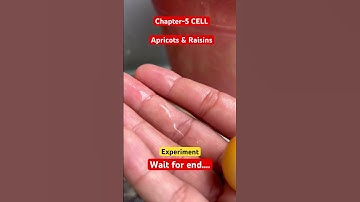 Swell Apricots & Raisins #education #experiment #yt #science #cellwall #cell #std9th #motivation