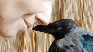 Rescue crow is so loving to her human