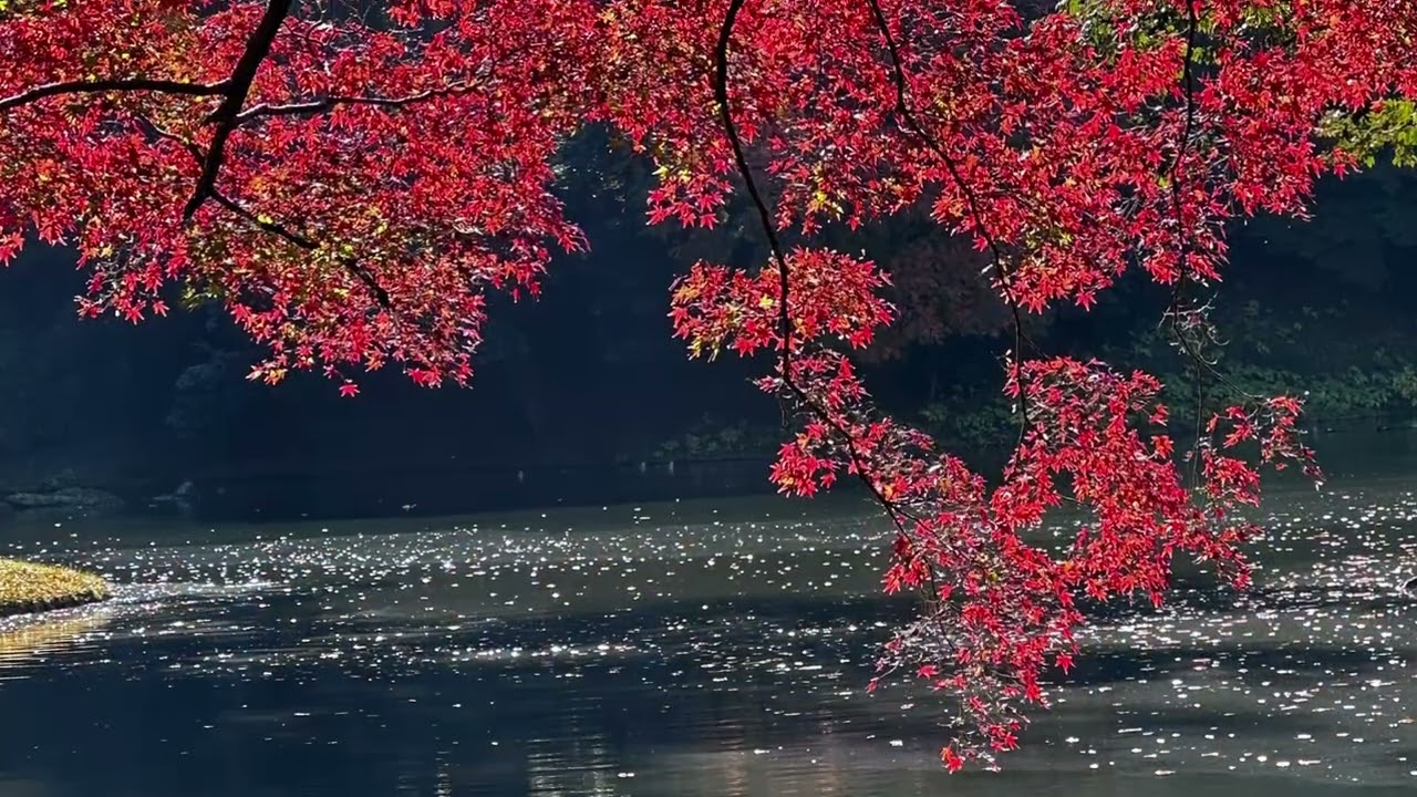 鐮倉明月院及円覺寺/東京小石川後樂園及六義園￼/楓紅及楓黃