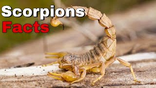 Scorpions Are Predators With a Sensitive Side! Amazing Facts About Scorpions! Animals Life