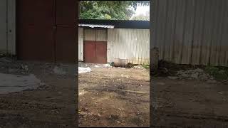 VID 20231117 WA0003 1