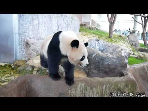 【パンダ】発情期？桜浜🌸はやく帰りたい😁続き【panda】