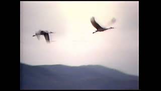 Audubon Society's VideoGuide To The Birds of North America II