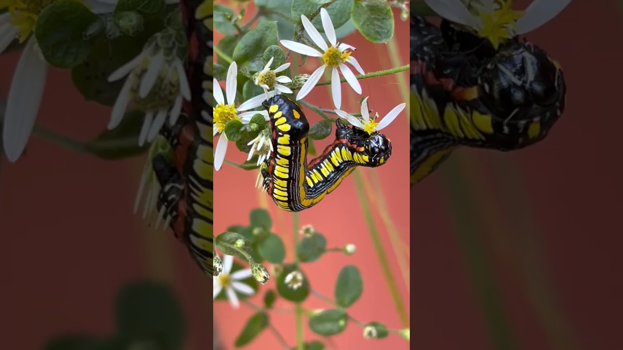 Owlet Moth Caterpillar