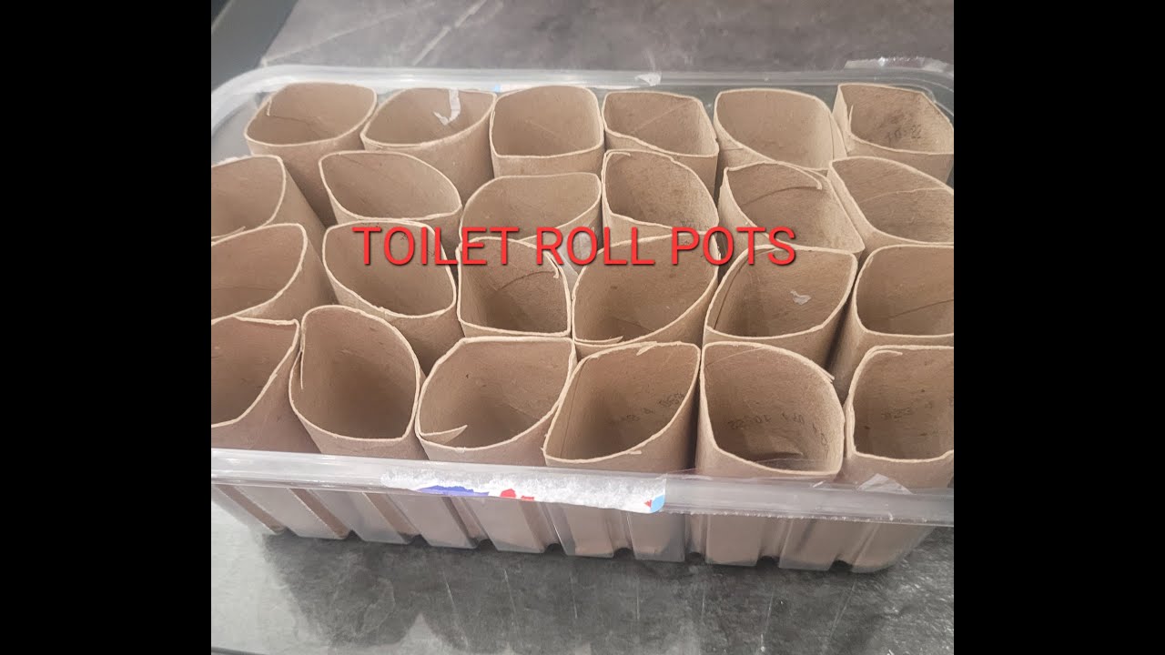 TOILET ROLL PLANT POTS / ALLOTMENT UK YouTube
