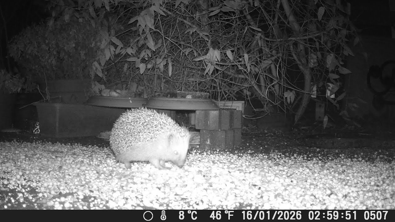 Marder, Igel & Co 2026 KW03