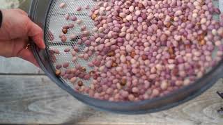 Cherry Love screenshot 2