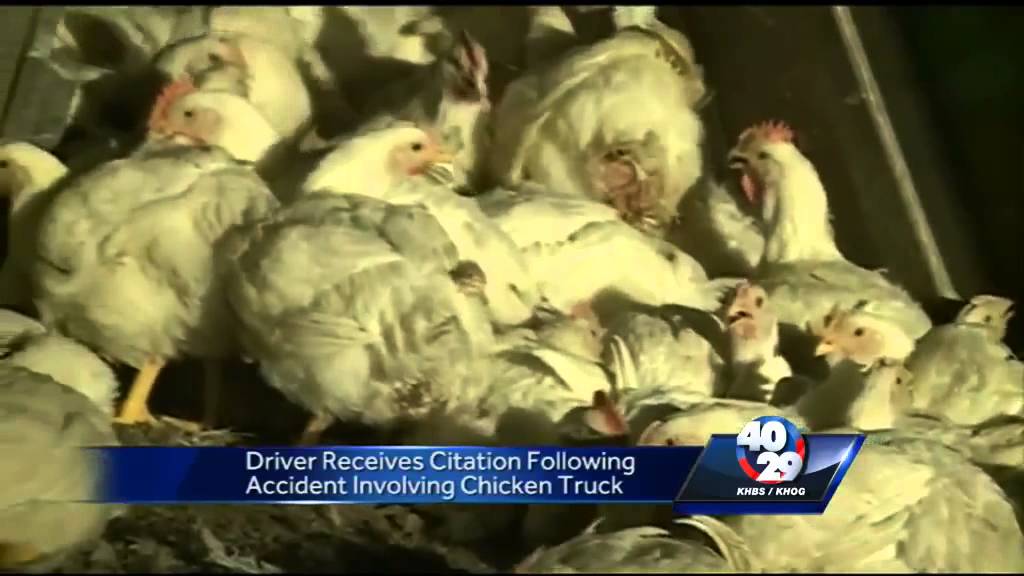 Driver ticketed after accident involving chicken truck YouTube