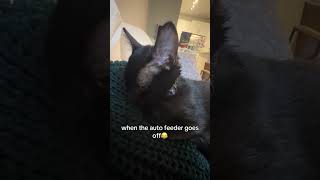 His Love For Me, His Love For Food.