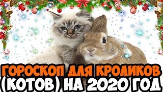 ВОСТОЧНЫЙ ГОРОСКОП НА 2020 ГОД ДЛЯ КРОЛИКА (КОТА)