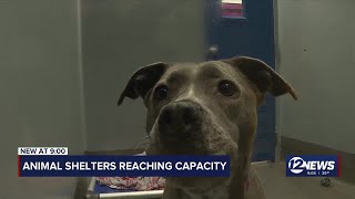 Animal shelter, Kansas Humane Society nearing capacity, reaching out to public for relief