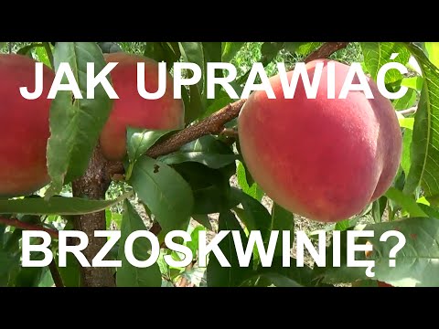 Wideo: Uprawa brzoskwini: jak posadzić brzoskwinię