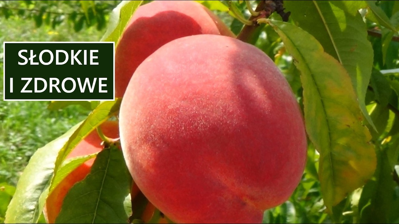 Персики - самые важные аспекты выращивания